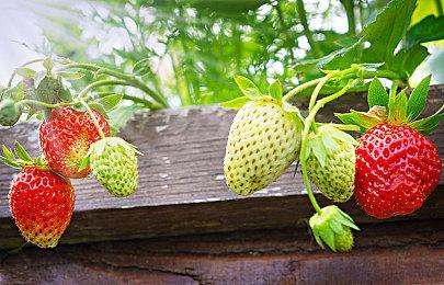 姬小满离谱BUG，困在海月大招里，这下真超脱三界了